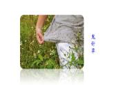 部编语文《植物妈妈有办法》 PPT课件