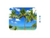 部编语文《植物妈妈有办法》 PPT课件