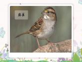16《麻雀》课件+教案+课时作业+课文朗读