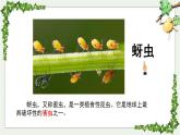小学语文 部编版 二年级 14《我要的是葫芦》（第二课时）课件