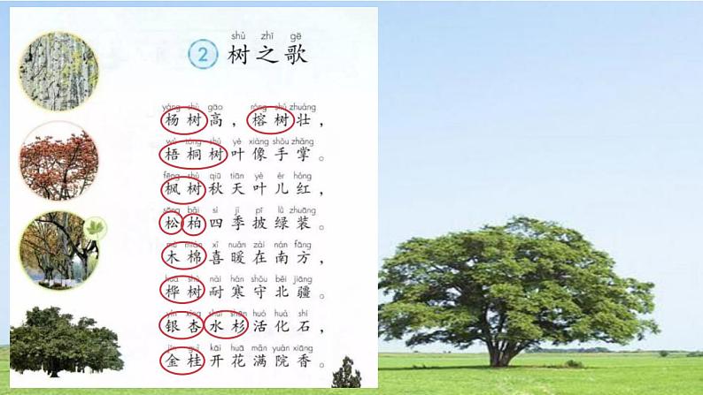 小学语文 部编版 二年级 13《树之歌》（第一课时） 课件第3页