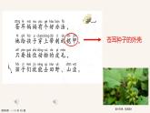 小学语文 部编版 二年级《植物妈妈有办法》（第二课时）课件