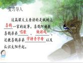 小学语文 部编版 二年级《枫树上的喜鹊》第二课时 微课 课件