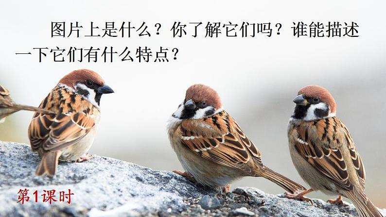 16 麻雀    课件（39张PPT)02