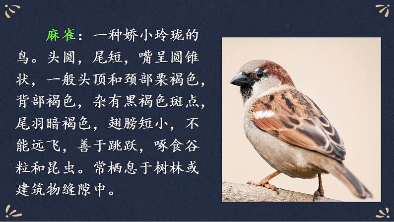 16 麻雀    课件（39张PPT)03