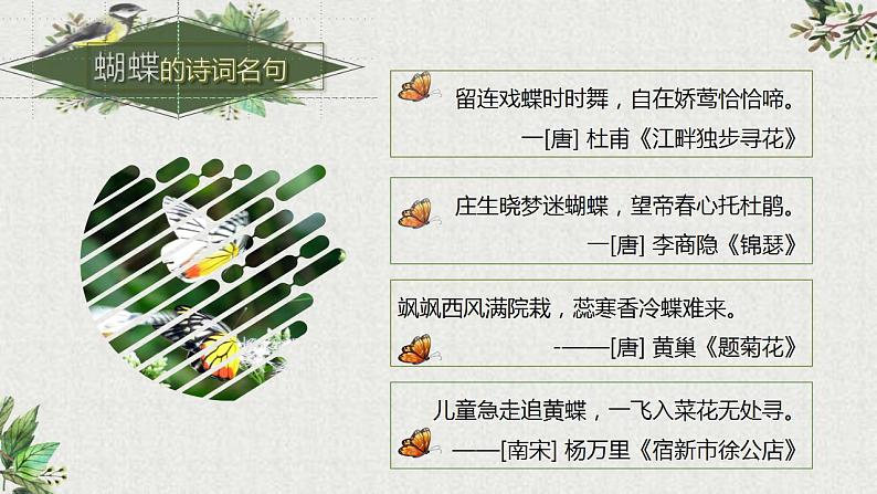 【同步课件】8.蝴蝶的家（课件）四年级语文上册05