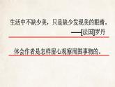 搭船的鸟课件 部编版语文三年级上册
