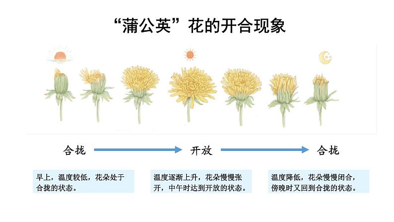 金色的草地课件 部编版语文三年级上册06