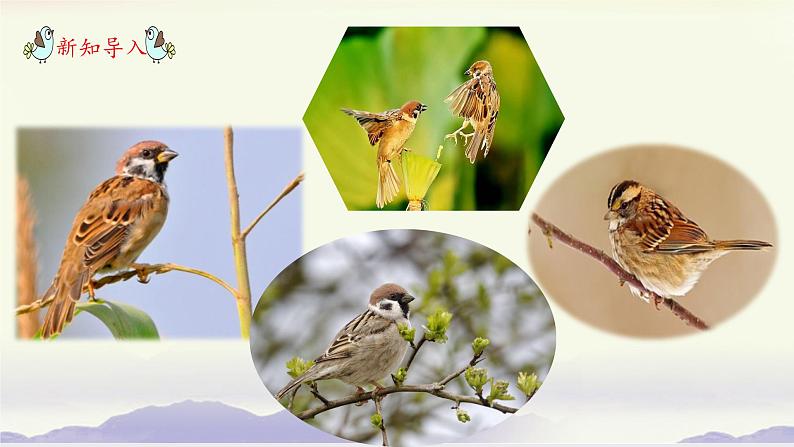 部编版语文四上16《麻雀》课件+教案+素材02