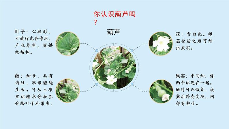 我要的是葫芦课件 小学语文二年级上册第6页