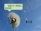 16《金色的草地》課件+教案+導(dǎo)學(xué)案+素材