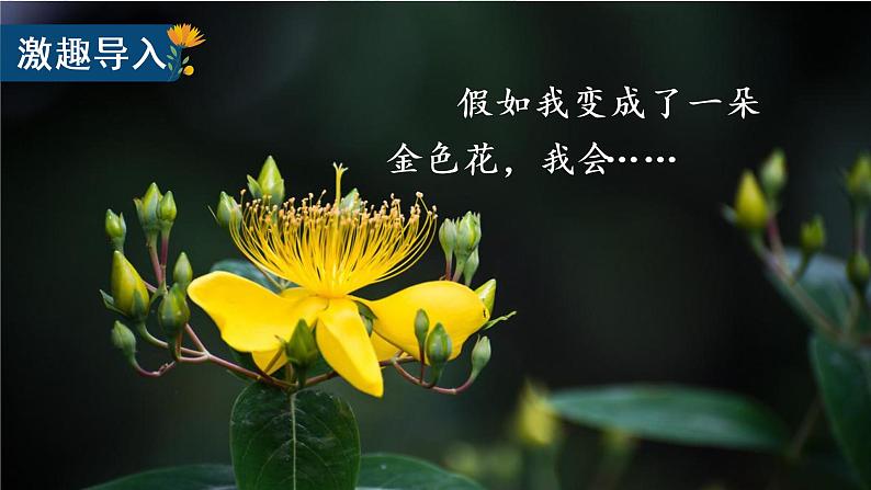 部编版语文三上 2 《花的学校》课件+教案03