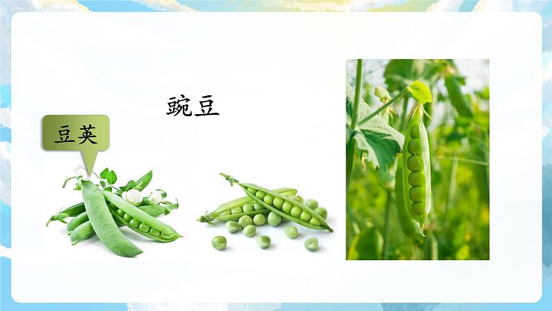 5《一个豆荚里的五粒豆》课件+教案+导学案+素材08