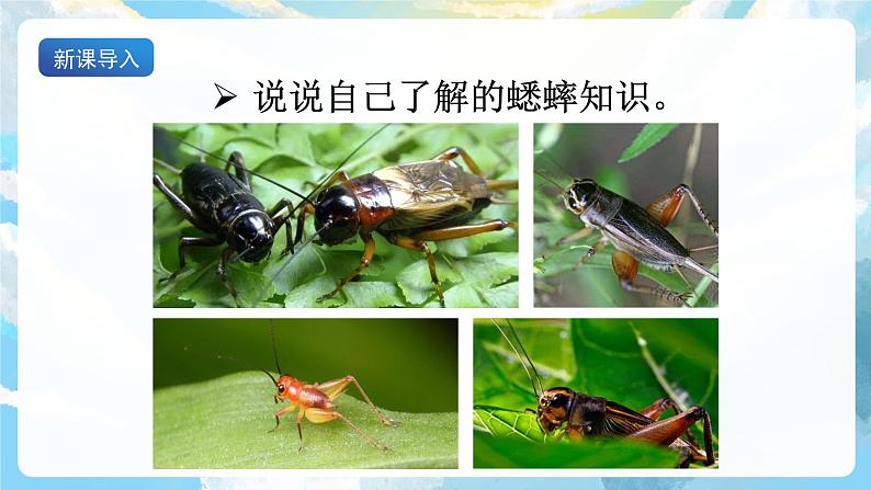 11 《蟋蟀的住宅》课件+教案+导学案+素材04