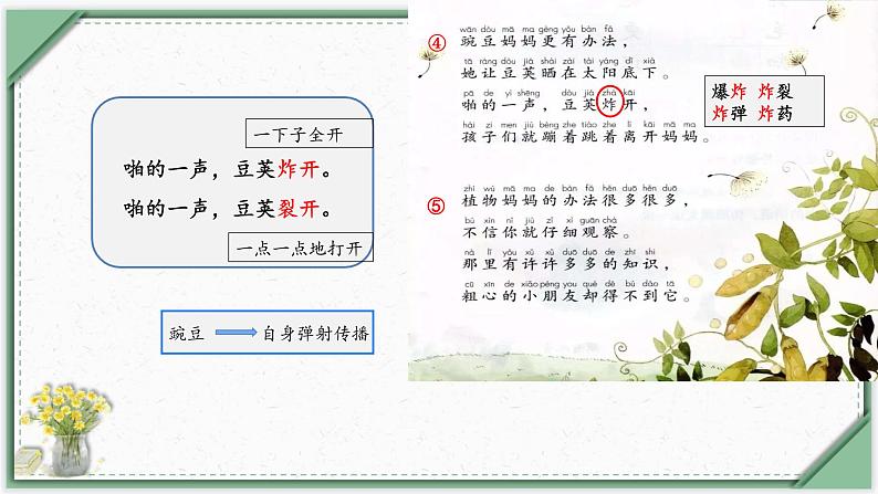 3《植物妈妈有办法》第二课时（课件）部编版语文二年级上册第4页