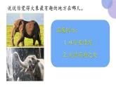 口语交际：《有趣的动物》（课件）部编版语文二年级上册
