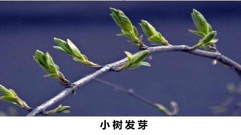 部编版小学语文一年级上册14《小蜗牛》（课件）05