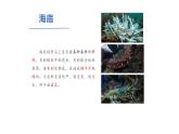 小学语文 部编版 三年级 富饶的西沙群岛（第二课时）课件