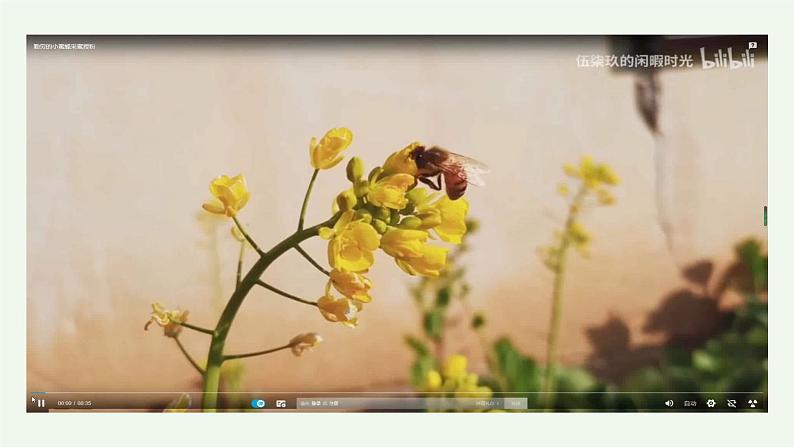 小学语文 部编版 三年级下册 第四单元第14课《蜜蜂》第一课时 课件02