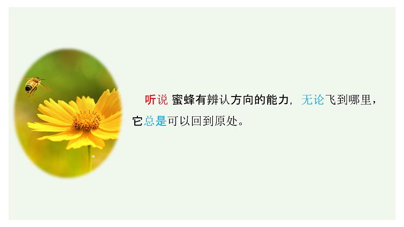 小学语文 部编版 三年级下册 第四单元第14课《蜜蜂》第一课时 课件05