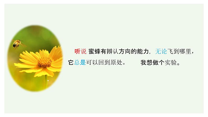 小学语文 部编版 三年级下册 第四单元第14课《蜜蜂》第一课时 课件07