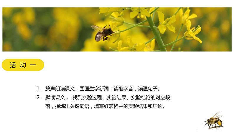 小学语文 部编版 三年级下册 第四单元第14课《蜜蜂》第一课时 课件08