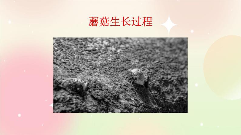 统编版4上语文 3.5 习作：写观察日记 课件+教案04