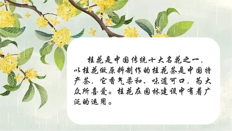 部编版语文《桂花雨》课件第1页