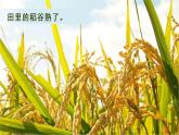 部编版语文《秋天》课件