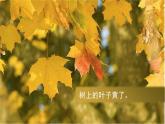 部编版语文《秋天》课件