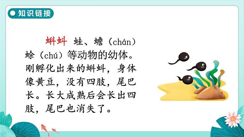 1 小蝌蚪找妈妈 （课件）部编版语文二年级上册03
