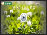 3 植物妈妈有办法 （课件）部编版语文二年级上册