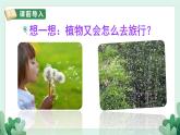 3 植物妈妈有办法 （课件）部编版语文二年级上册