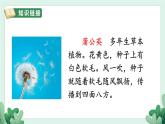 3 植物妈妈有办法 （课件）部编版语文二年级上册