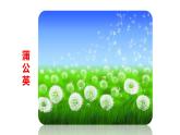 3 《植物妈妈有办法》课件 2022-2023学年部编版语文二年级上册
