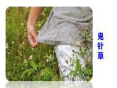 3 《植物妈妈有办法》课件 2022-2023学年部编版语文二年级上册