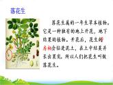 2.落花生 课件 2022-2023学年部编版语文五年级上册