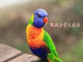 第一单元  口语交际《有趣的动物》课件 2022-2023学年部编版语文二年级上册