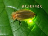 第一单元  口语交际《有趣的动物》课件 2022-2023学年部编版语文二年级上册