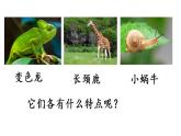 第一单元  口语交际《有趣的动物》课件 2022-2023学年部编版语文二年级上册