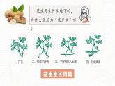 小学语文 五年级《落花生》第一课时 课件