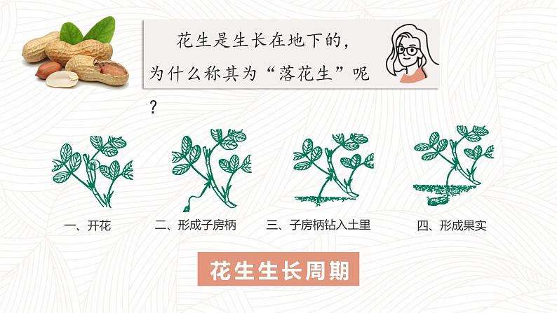 小学语文 五年级《落花生》第一课时 课件第5页