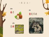 小学语文 五年级 第五单元17《松鼠》第一课时 教学课件