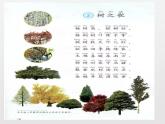 二年级上册语文 2.《树之歌》第二课时 课件