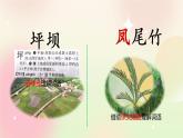 统编版3上语文 1.1 大青树下的小学 课件+教案+练习
