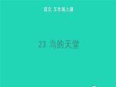 2022五年级语文上册第七单元23鸟的天堂教学课件新人教版