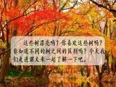 人教部编版小学语文二上：识字2《树之歌》课件