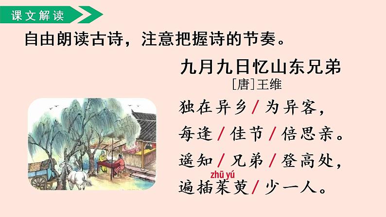 人教部编版语文三下：第9课《古诗三首-九月九日忆山东兄弟》课件04