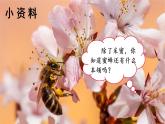 人教部编版语文三下：第14课《蜜蜂》课件