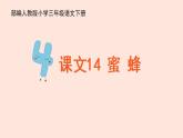 人教部编版语文三下：第14课《蜜蜂》课件